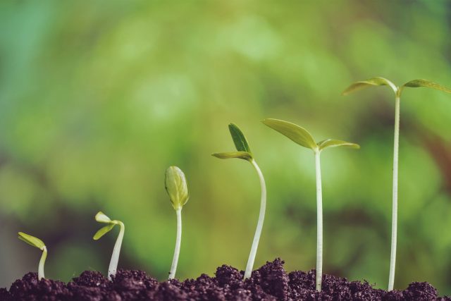 a group of small plants sprouting out of dirt.